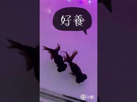 黑牡丹金魚風水|黑牡丹魚何時能帶來好運？